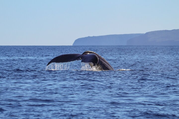 Alii Nui Maui Whale Watch Sail - Photo 1 of 9